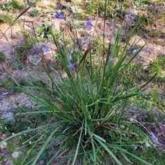 Lomandra sp. (A Matrush) at Calwell, ACT - 20 Apr 2020 by ChrisHolder