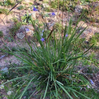 Lomandra sp. (A Matrush) at Tuggeranong Hill - 20 Apr 2020 by ChrisHolder