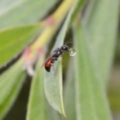 Hylaeus (Prosopisteron) littleri (Hylaeine colletid bee) at Evatt, ACT - 6 Nov 2015 by TimL