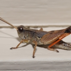 Phaulacridium vittatum at Evatt, ACT - 16 Mar 2020 12:33 PM