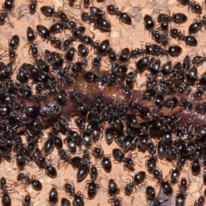 Technomyrmex sp. (genus) at Evatt, ACT - 7 Nov 2015 05:53 AM