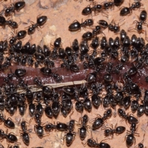 Technomyrmex sp. (genus) at Evatt, ACT - 7 Nov 2015 05:53 AM