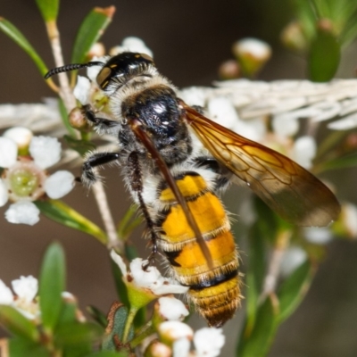 Radumeris tasmaniensis (Yellow Hairy Flower Wasp) at Dunlop, ACT - 6 Mar 2014 by Bron