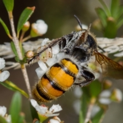 Radumeris tasmaniensis at Dunlop, ACT - 7 Mar 2014