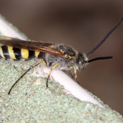 Radumeris tasmaniensis (Yellow Hairy Flower Wasp) at Dunlop, ACT - 30 Jan 2016 by Bron