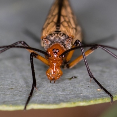 Chorista australis (Autumn scorpion fly) at Hall, ACT - 20 Apr 2020 by Bron