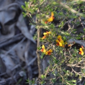 Dillwynia sericea at Wamboin, NSW - 30 Mar 2020