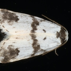 Thallarcha sparsana (Fair Footman) at Ainslie, ACT - 20 Apr 2020 by jb2602