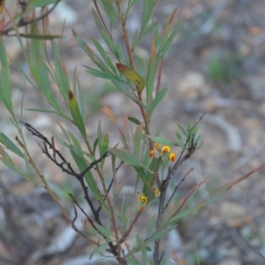 Daviesia mimosoides subsp. mimosoides at Wamboin, NSW - 30 Mar 2020 08:01 PM