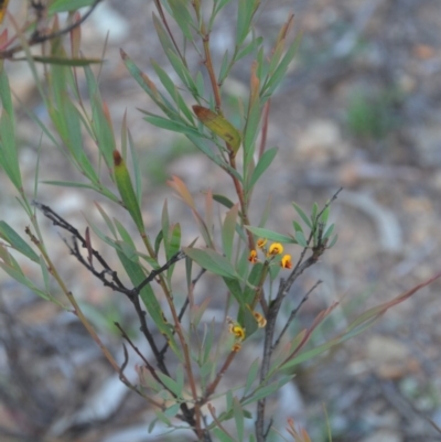 Daviesia mimosoides subsp. mimosoides at Wamboin, NSW - 30 Mar 2020 by natureguy