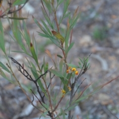 Daviesia mimosoides subsp. mimosoides at Wamboin, NSW - 30 Mar 2020 08:01 PM