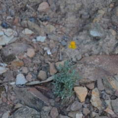 Chrysocephalum apiculatum at Wamboin, NSW - 30 Mar 2020