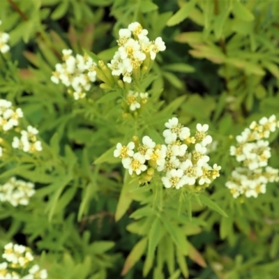 Tagetes minuta (Stinking Roger) at Cook, ACT - 20 Apr 2020 by CathB