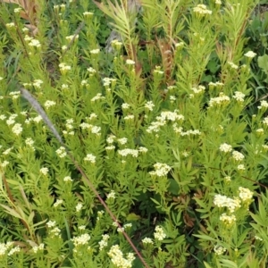 Tagetes minuta at Cook, ACT - 20 Apr 2020