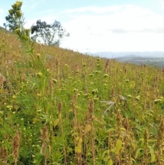 Tagetes minuta at Cook, ACT - 20 Apr 2020