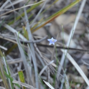 Wahlenbergia sp. at Wamboin, NSW - 30 Mar 2020 08:02 PM