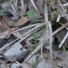 Wahlenbergia sp. at Wamboin, NSW - 30 Mar 2020 08:02 PM