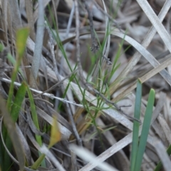 Wahlenbergia sp. at Wamboin, NSW - 30 Mar 2020 08:02 PM