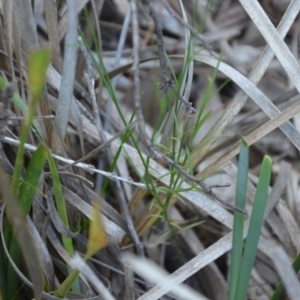 Wahlenbergia sp. at Wamboin, NSW - 30 Mar 2020 08:02 PM