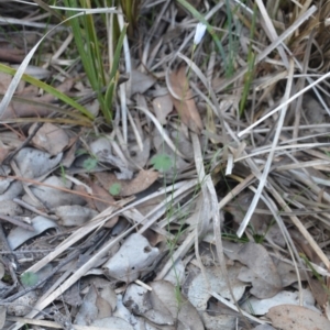 Wahlenbergia sp. at Wamboin, NSW - 30 Mar 2020 08:02 PM