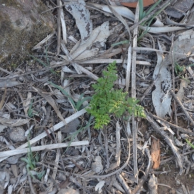 Cheilanthes austrotenuifolia (Rock Fern) at Wamboin, NSW - 30 Mar 2020 by natureguy