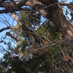 Uromycladium sp. at Wamboin, NSW - 30 Mar 2020