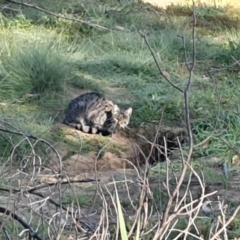Felis catus (Feral Cat) at Pine Island to Point Hut - 20 Apr 2020 by ChrisHolder