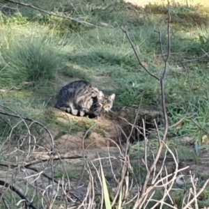 Felis catus at Paddys River, ACT - 21 Apr 2020 09:35 AM