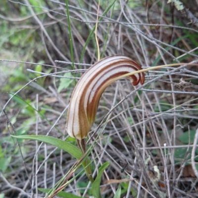 Diplodium truncatum (Little Dumpies, Brittle Greenhood) at Calwell, ACT - 19 Apr 2020 by dan.clark