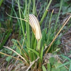 Diplodium truncatum at Calwell, ACT - 20 Apr 2020