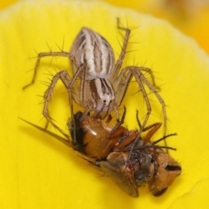 Oxyopes sp. (genus) at Evatt, ACT - 5 Nov 2015