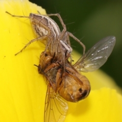 Oxyopes sp. (genus) at Evatt, ACT - 5 Nov 2015