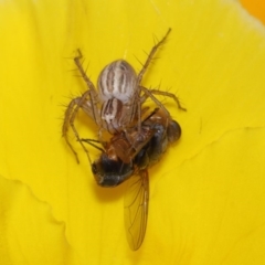 Oxyopes sp. (genus) at Evatt, ACT - 5 Nov 2015