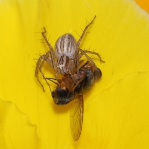 Oxyopes sp. (genus) at Evatt, ACT - 5 Nov 2015 04:17 PM