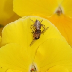 Oxyopes sp. (genus) at Evatt, ACT - 5 Nov 2015