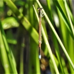 Ischnura aurora at Fisher, ACT - 21 Apr 2020