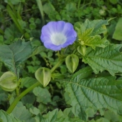 Nicandra physalodes (Apple of Peru) at Theodore, ACT - 21 Apr 2020 by owenh