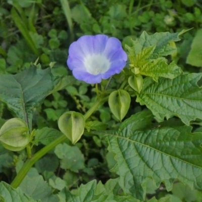 Nicandra physalodes (Apple of Peru) at Theodore, ACT - 21 Apr 2020 by owenh