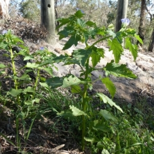 Nicandra physalodes at Theodore, ACT - 21 Apr 2020