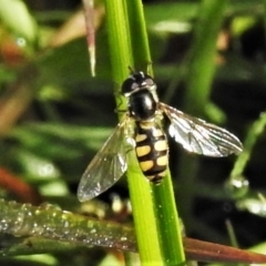 Syrphini sp. (tribe) (Unidentified syrphine hover fly) at Fisher, ACT - 20 Apr 2020 by JohnBundock