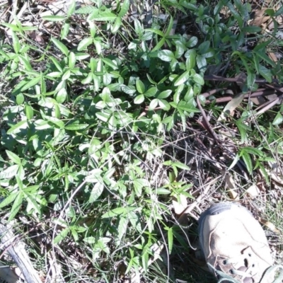 Cullen tenax (Tough Scurf-Pea) at Mcleods Creek Res (Gundaroo) - 18 Apr 2020 by MaartjeSevenster