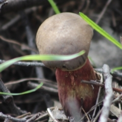 Unverified Fungus at Federal Golf Course - 20 Apr 2020 by kieranh