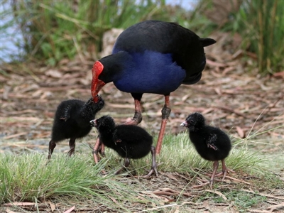 Porphyrio melanotus (Australasian Swamphen) at Bonython, ACT - 20 Apr 2020 by RodDeb