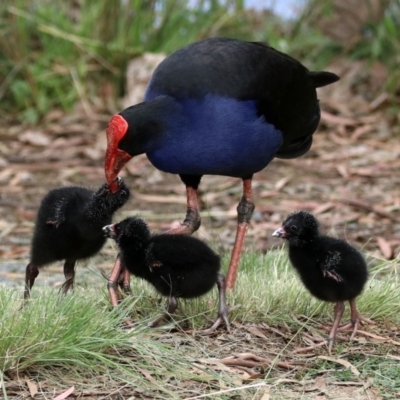 Porphyrio melanotus (Australasian Swamphen) at Bonython, ACT - 20 Apr 2020 by RodDeb