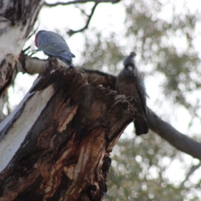 Callocephalon fimbriatum (Gang-gang Cockatoo) at Federal Golf Course - 20 Apr 2020 by kieranh