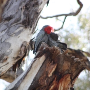 Callocephalon fimbriatum at Hughes, ACT - suppressed