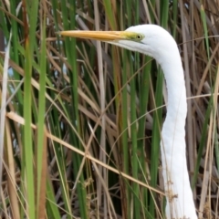 Ardea alba (Great Egret) at Bonython, ACT - 20 Apr 2020 by RodDeb