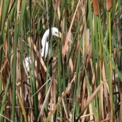 Ardea alba at Bonython, ACT - 20 Apr 2020 01:58 PM