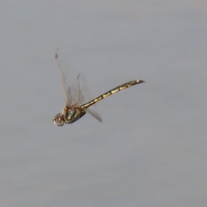 Hemicordulia tau at Bonython, ACT - 20 Apr 2020 12:59 PM