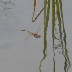 Hemicordulia tau at Bonython, ACT - 20 Apr 2020 12:59 PM